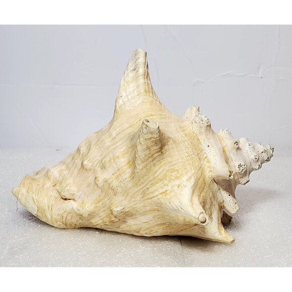 Large Natural Conch Shell 8.5” Pink Horned Seashell Beach Decor Pre-Owned - Picture 1 of 14